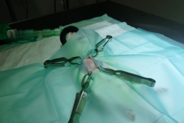 Preparación del campo quirúrgicop para esterlizacion de rata